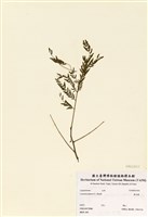 藏品(銀合歡)的圖片